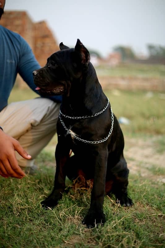 Cane Corso Imported Puppies 2