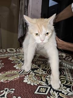 Persian Cat For Sale in Good Price