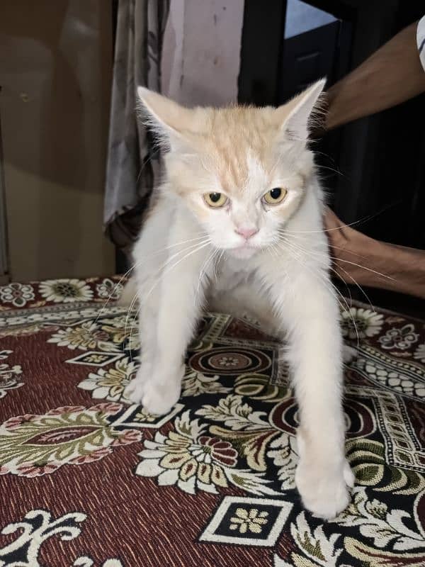 Persian Cat For Sale in Good Price 0