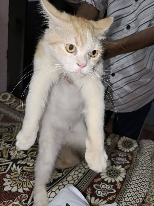 Persian Cat For Sale in Good Price 1