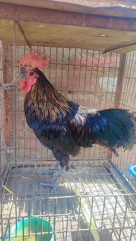 Ayam cemani brown shade 0