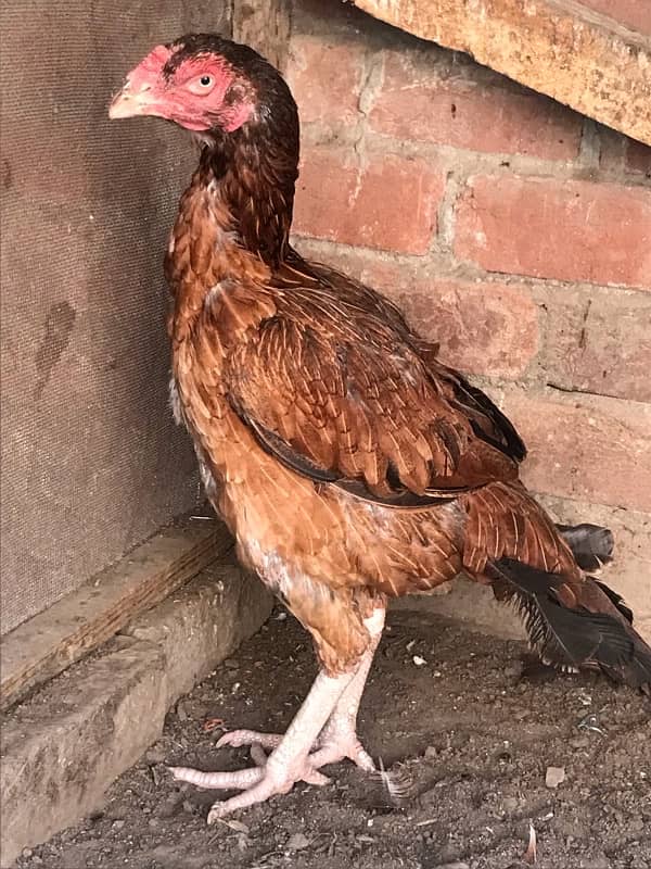 Aseel shamoo or Hera  Murga or red hen For Sale 0