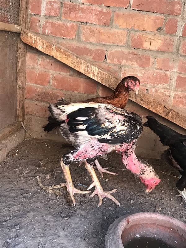 Aseel shamoo or Hera  Murga or red hen For Sale 4