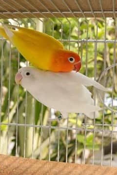 Love Birds