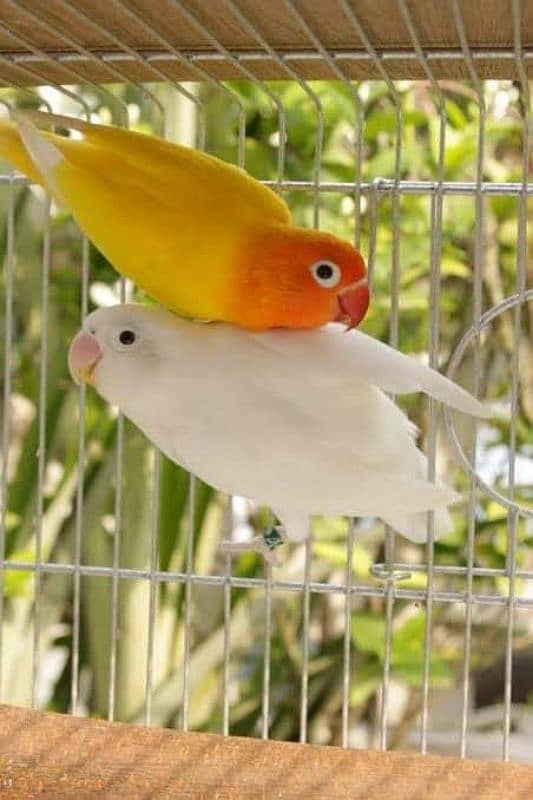 Love Birds 0