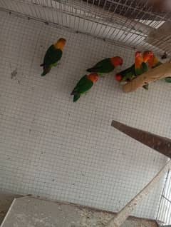 fisher & albino black eye love bird breeder pair available