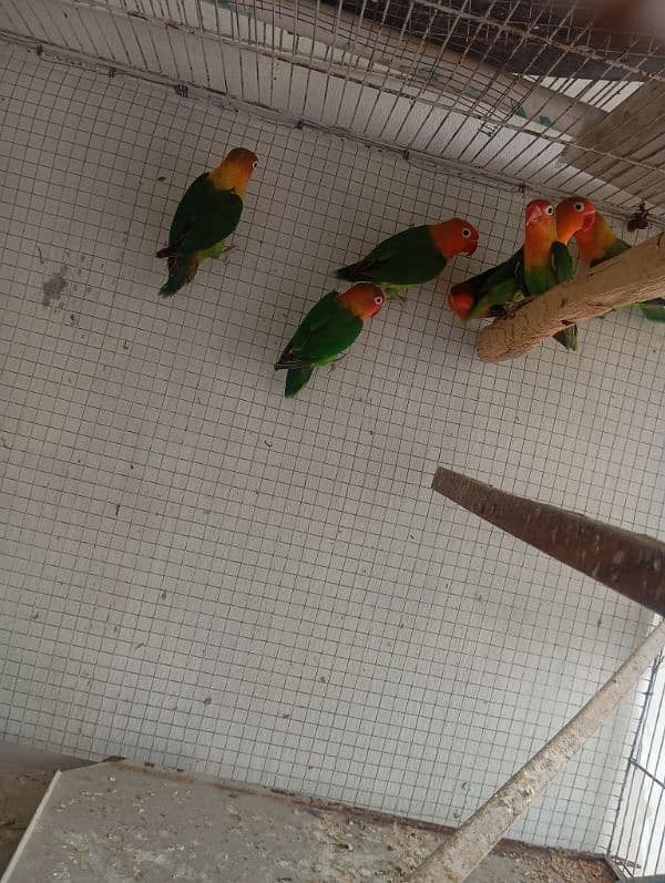 fisher & albino black eye love bird breeder pair available 0