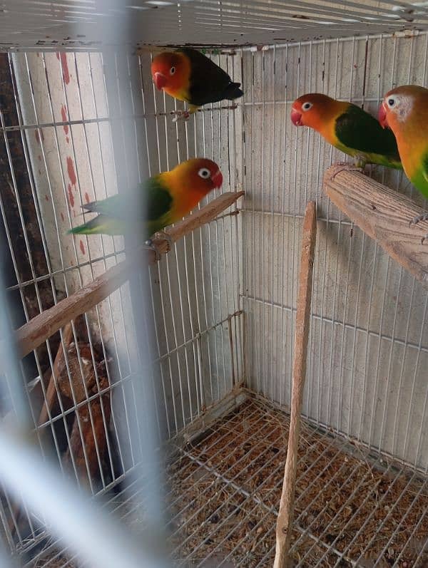 fisher & albino black eye love bird breeder pair available 1