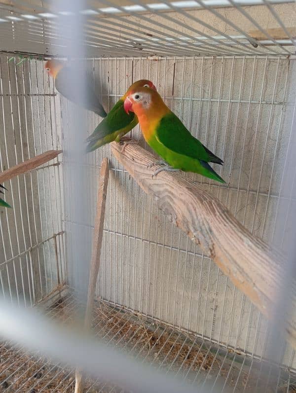 fisher & albino black eye love bird breeder pair available 2