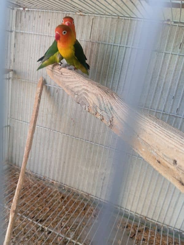 fisher & albino black eye love bird breeder pair available 3