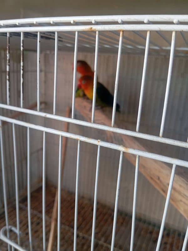 fisher & albino black eye love bird breeder pair available 4