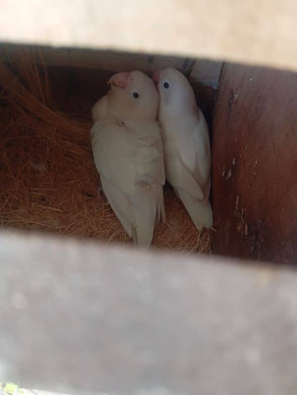 fisher & albino black eye love bird breeder pair available 5