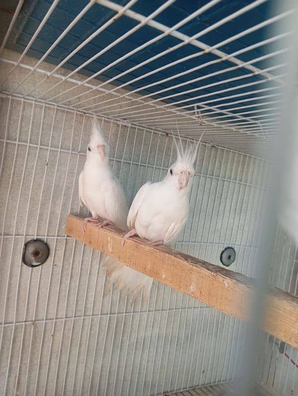 fisher & albino black eye love bird breeder pair available 6