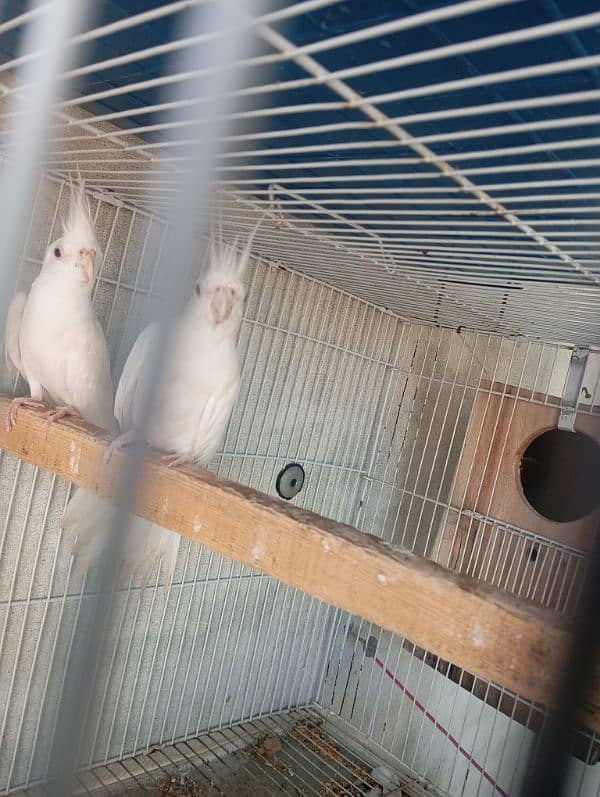 fisher & albino black eye love bird breeder pair available 7