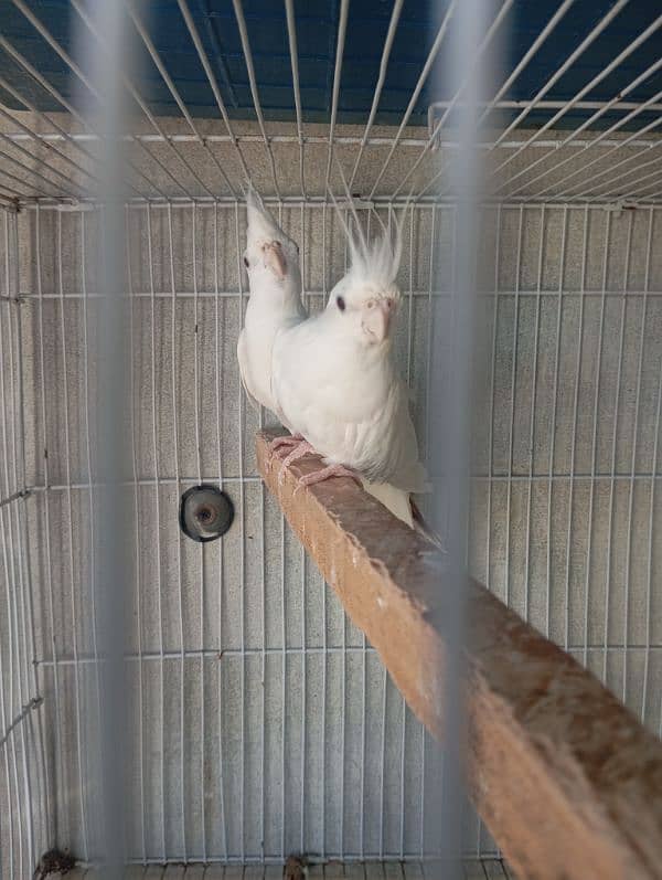 fisher & albino black eye love bird breeder pair available 8