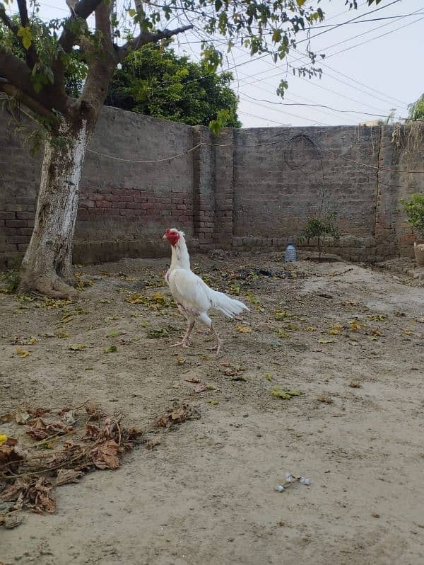 white Heera murga 1