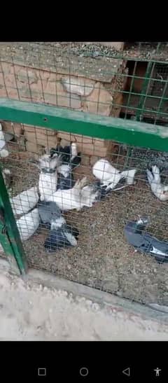 laka pigeons