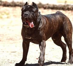 brindle Cane Corso Male puppy