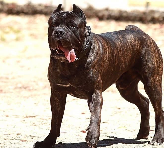 brindle Cane Corso Male puppy 0