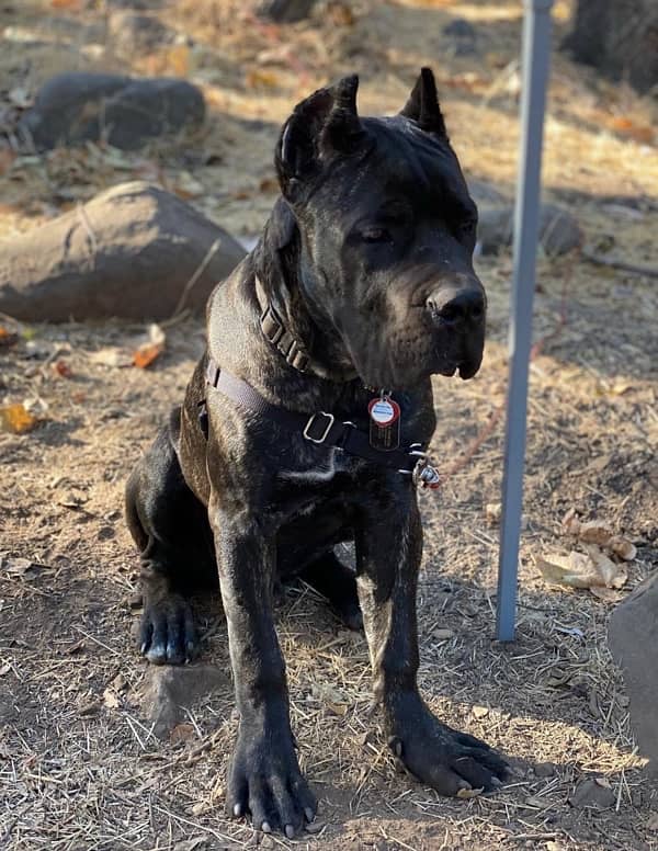 brindle Cane Corso Male puppy 1