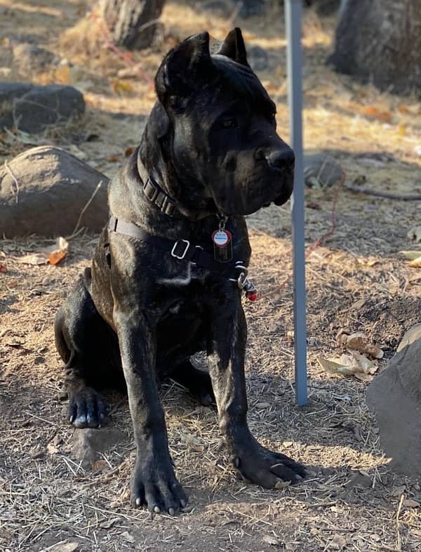 brindle Cane Corso Male puppy 2