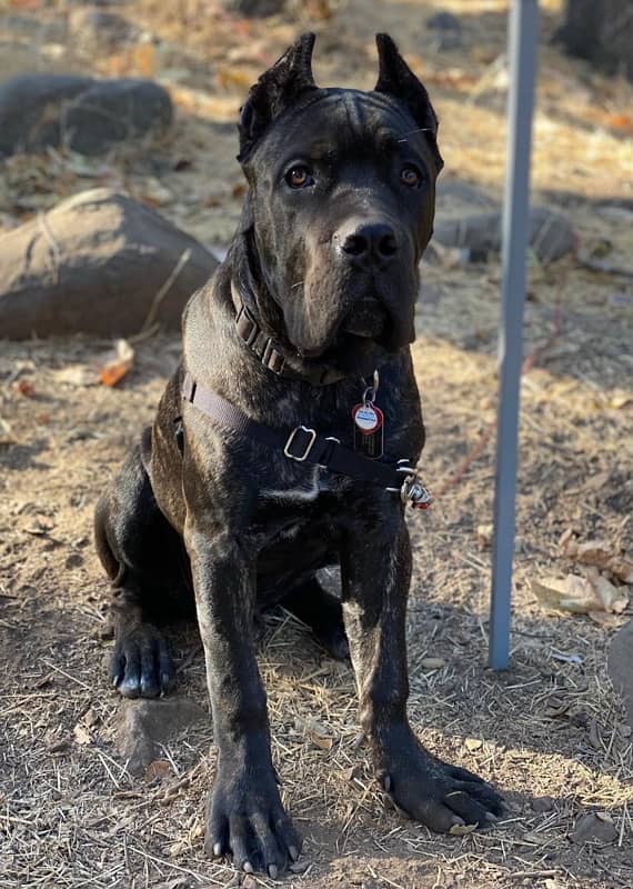 brindle Cane Corso Male puppy 3