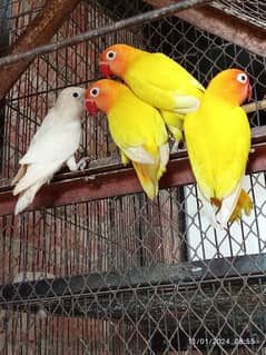 lovebirds 03060609798