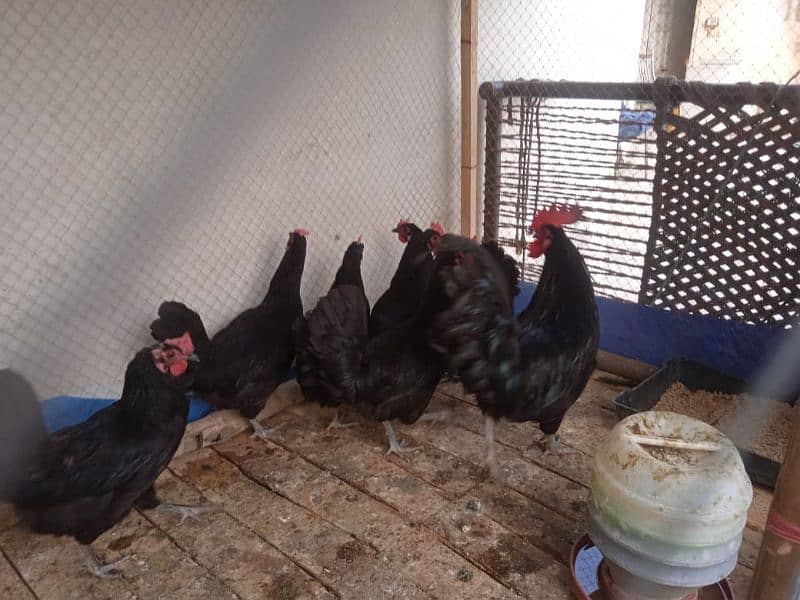 Australorp 7 month egg laying 0