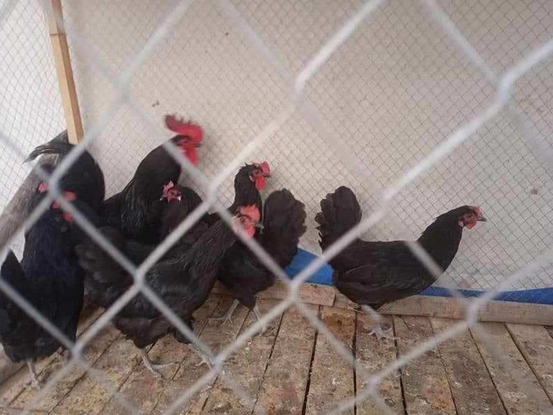 Australorp 7 month egg laying 1