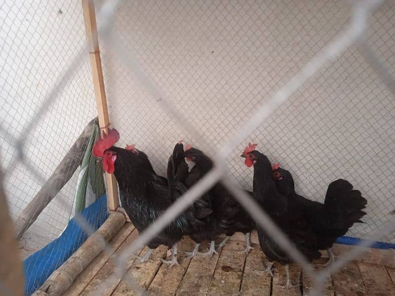 Australorp 7 month egg laying 2