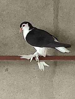 Sherazi Pigeon