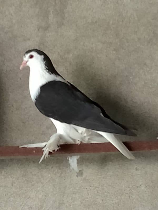 Sherazi Pigeon 1