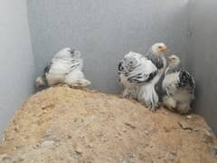 Brahma F1 breeds available WhatsApp par bat krayn