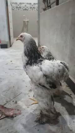 Brahma F1 breeds available WhatsApp par bat krayn