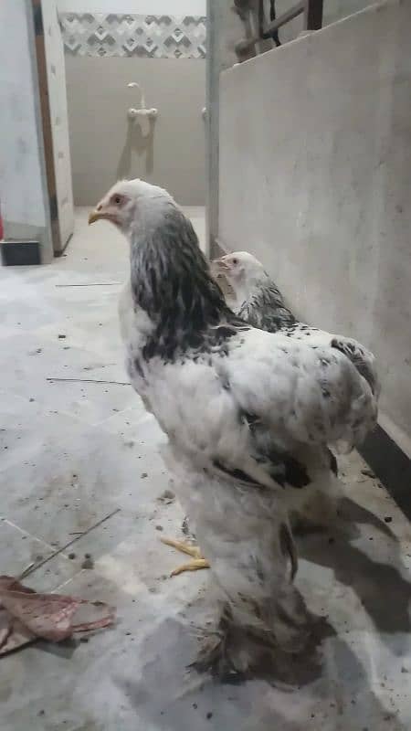 Brahma F1 breeds available WhatsApp par bat krayn 1