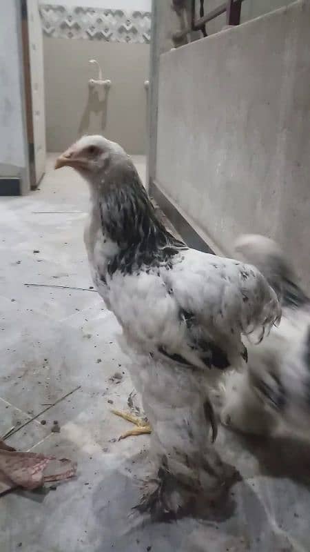 Brahma F1 breeds available WhatsApp par bat krayn 2