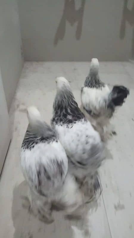 Brahma F1 breeds available WhatsApp par bat krayn 3