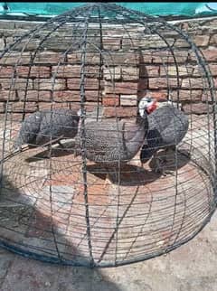 Guinea fowl