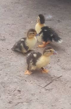 7 Ducks baby available Larg ducks be available ha