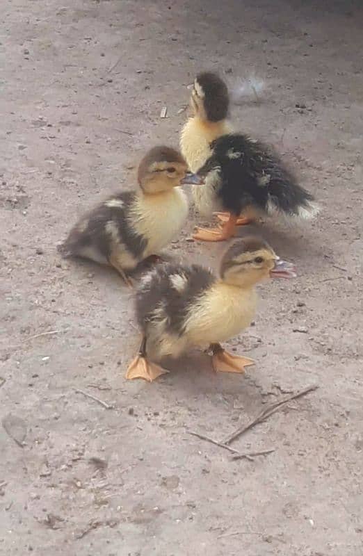 7 Ducks baby available Larg ducks be available ha 0