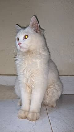 Persian cat