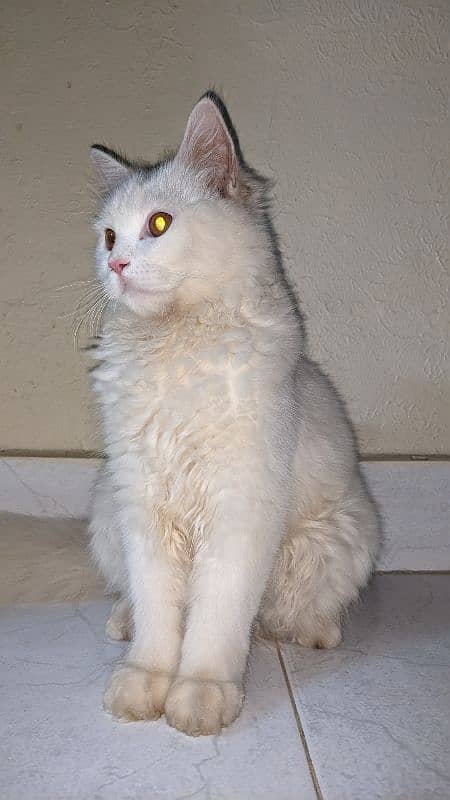 Persian cat 0