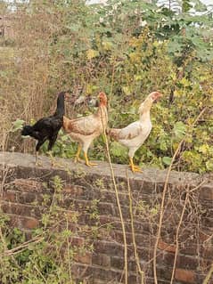 Mian Wali Crossing with Pakistani Chucha