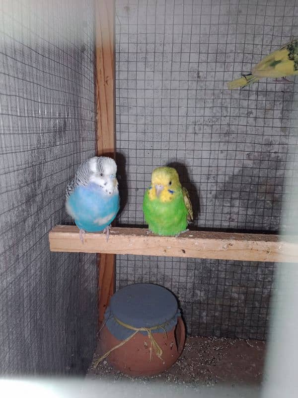 4 Parrot pair 2