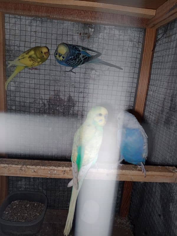 4 Parrot pair 3