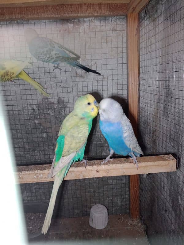 4 Parrot pair 4