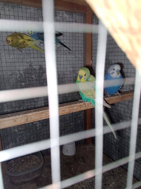 4 Parrot pair 5