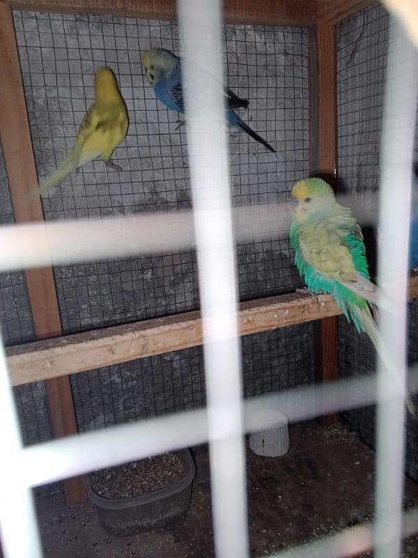 4 Parrot pair 6