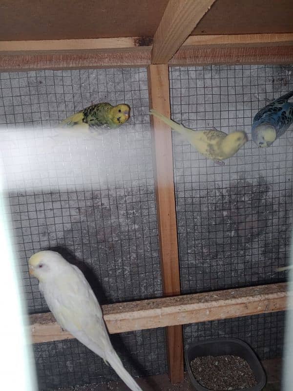 4 Parrot pair 7