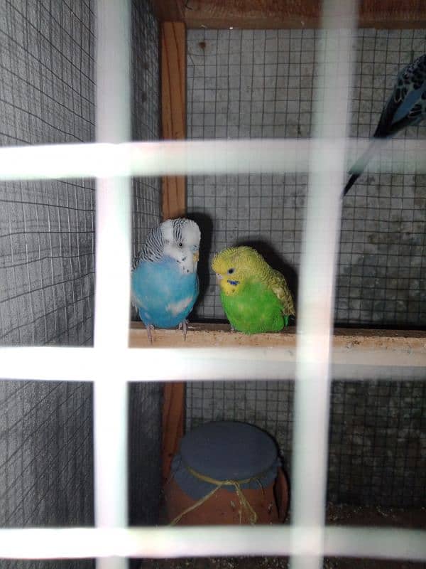 4 Parrot pair 10